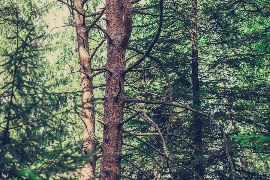 Landscape (IMG-7049)